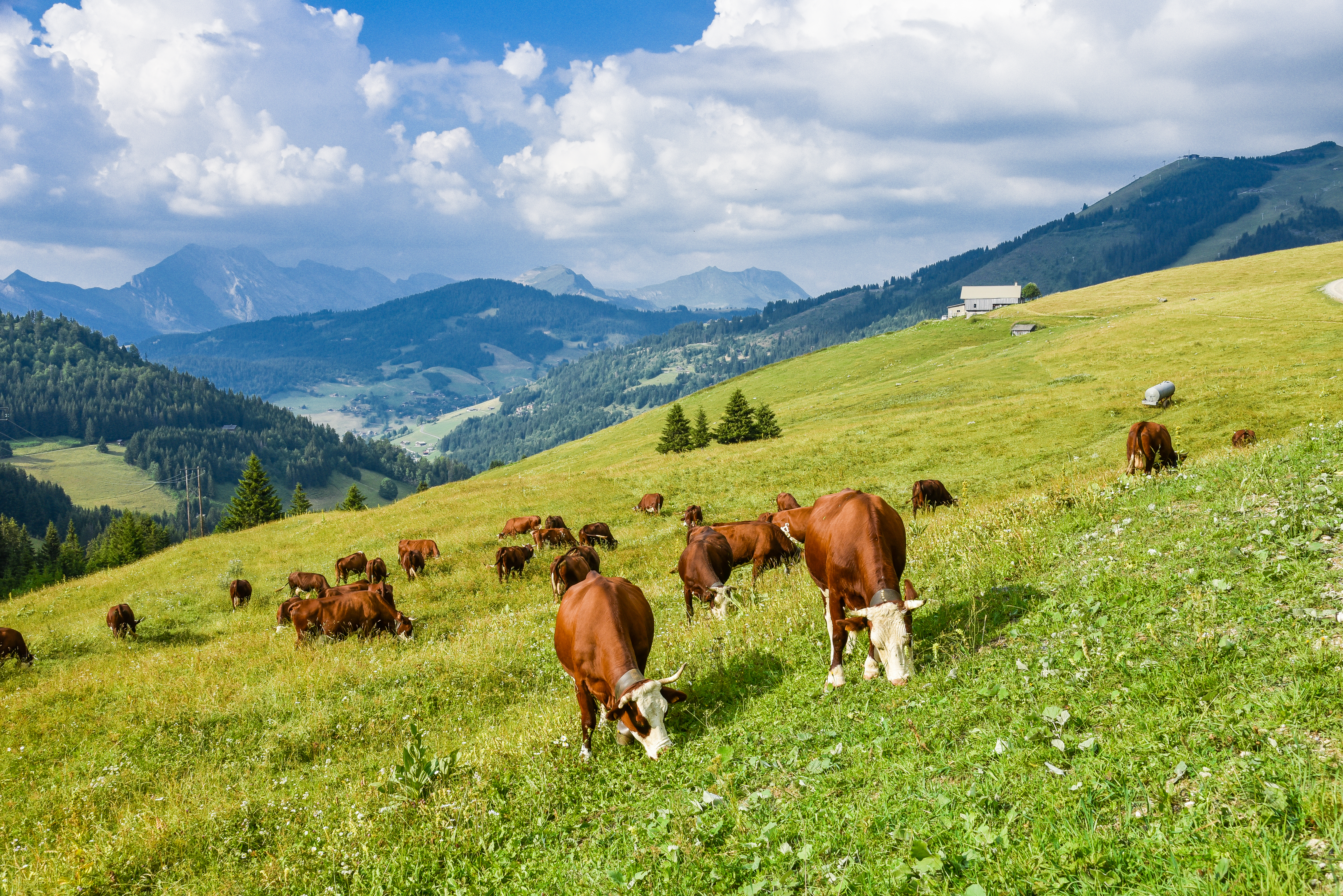 62Aravis DavidMachet troupeau E18