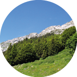 CFT 1.1