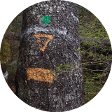 CFT 1.1