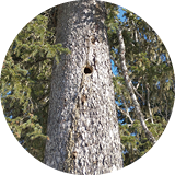 CFT 1.1
