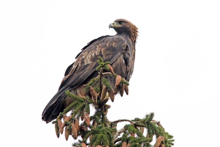 aigle_royal@julien_arbez