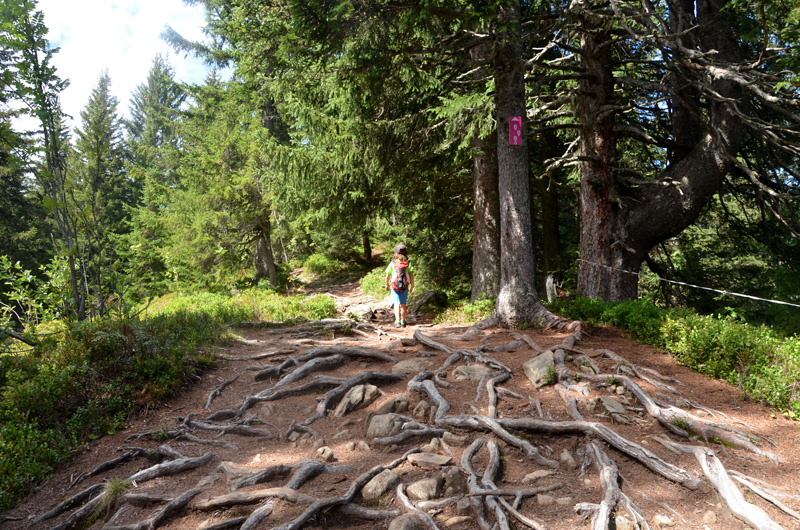 Forêt des Follières / Plateau de Beauregard - Photo © Thierry Milherou