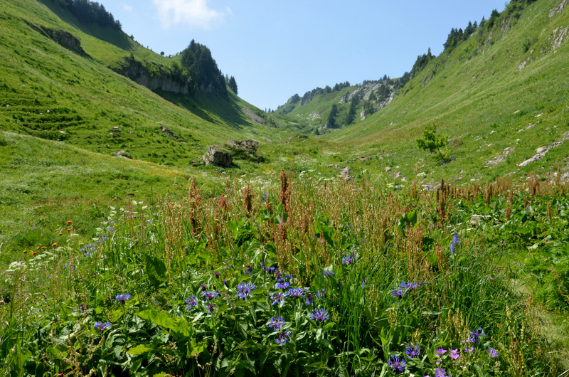 Végétation dans le vallon du Lindion - Photo © Thierry Milherou