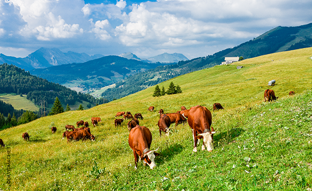 Projet Agro-Environnemental et Climatique