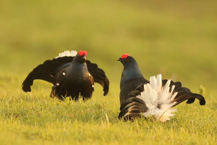 La Faune et la flore sur les sites Natura 2000