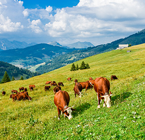 Projet Agro-Environnemental et Climatique